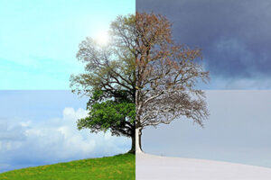 Read more about the article Smithville Tree Service: Seasonal Tips for Homeowners
